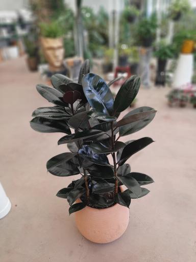 عکس گلخانه پیام