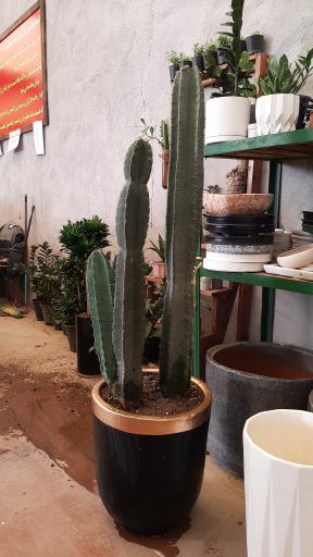 عکس گلخانه پیام