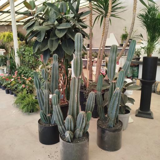 عکس گلخانه پیام