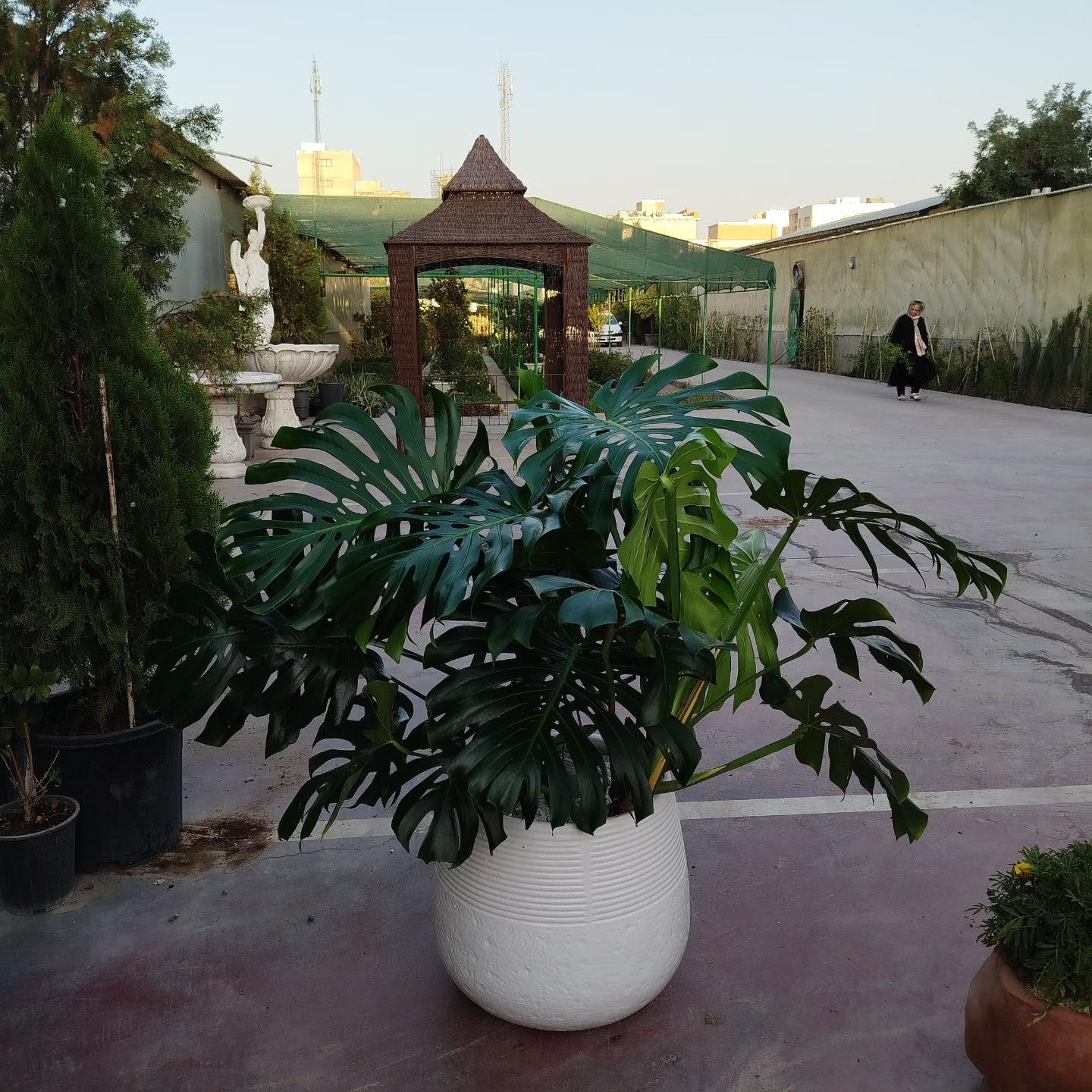 عکس گلخانه پیام