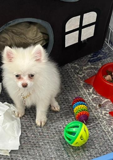 عکس پت شاپ فرزین