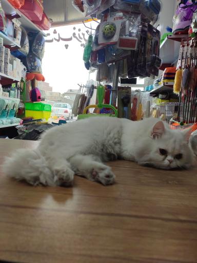 عکس پت شاپ فرزین