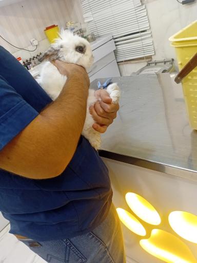 عکس دامپزشکی ققنوس