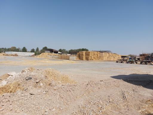 عکس کارخانه قارچ ملارد