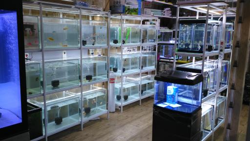 آکواریوم اطلس