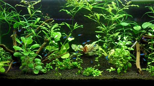 عکس آکواریوم اطلس