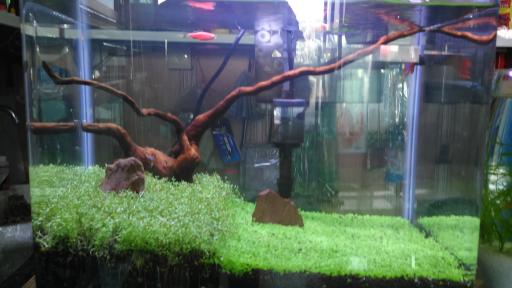 آکواریوم اطلس