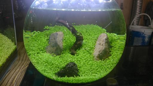 عکس آکواریوم اطلس