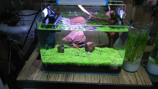 عکس آکواریوم اطلس