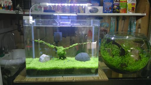 آکواریوم اطلس