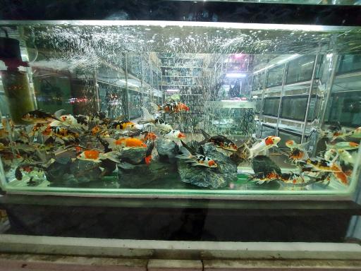 عکس آکواریوم اطلس