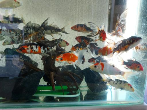 آکواریوم اطلس