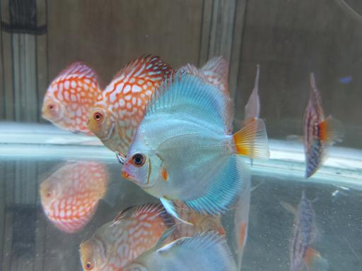 عکس آکواریوم اطلس