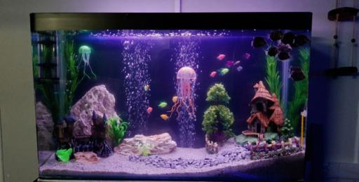 عکس آکواریوم اطلس