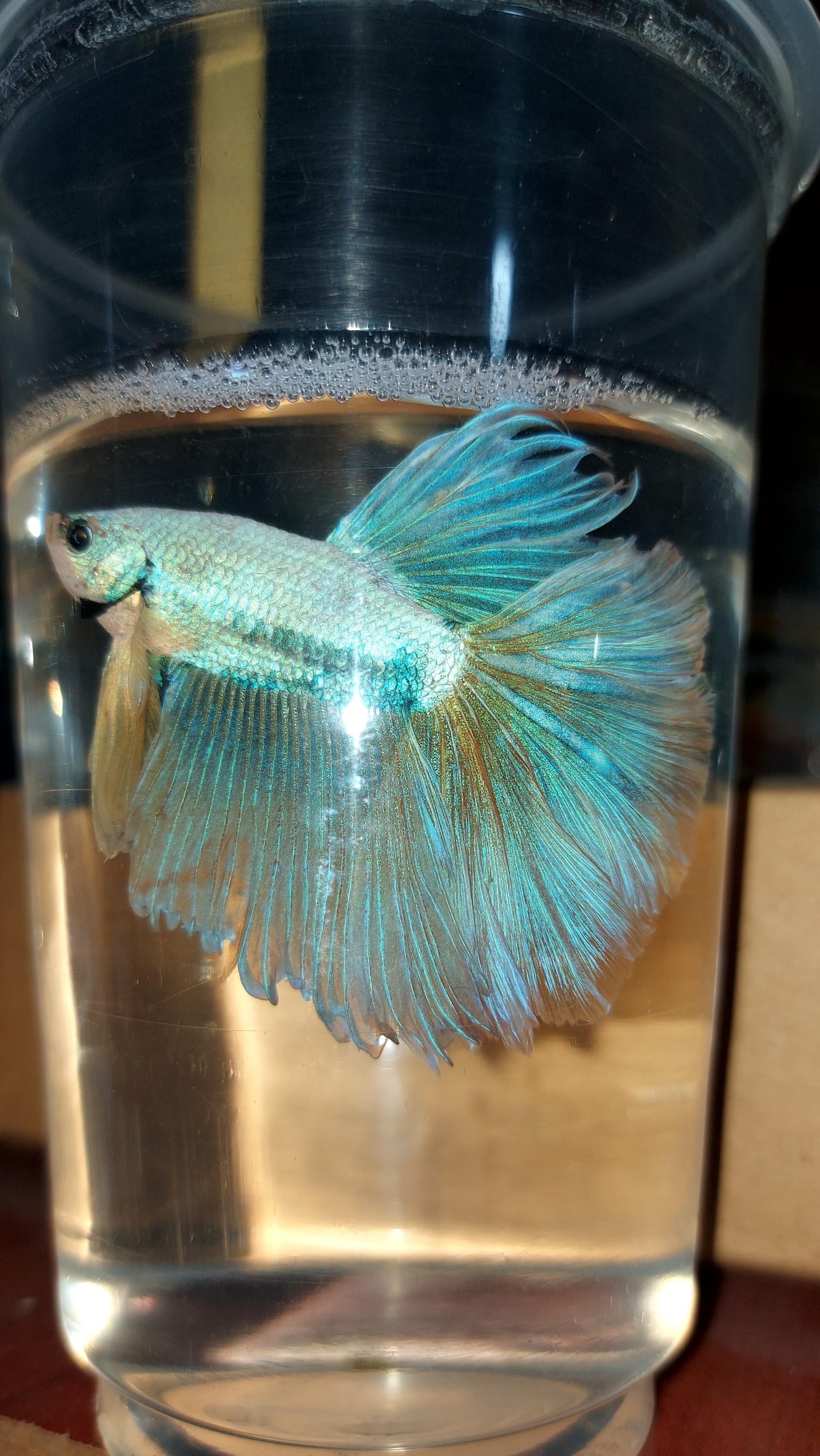 عکس آکواریوم اطلس