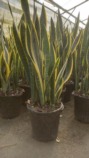 عکس گلخانه امیرحسین