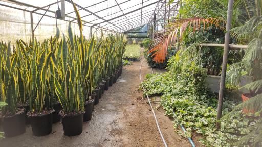 عکس گلخانه امیرحسین