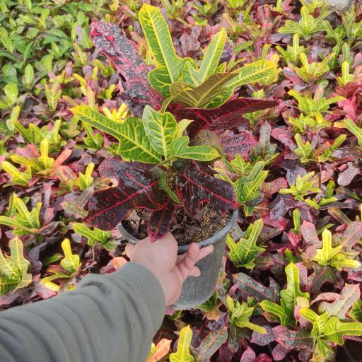 عکس گلخانه امیرحسین