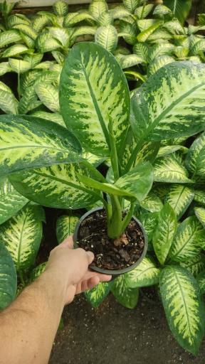 عکس گلخانه امیرحسین