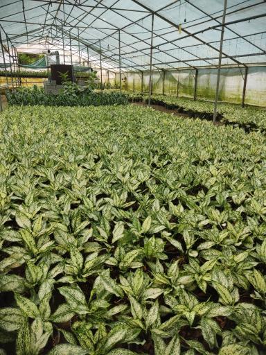 عکس گلخانه امیرحسین