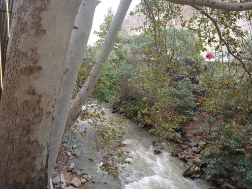 عکس رستوران کافه ارکیده