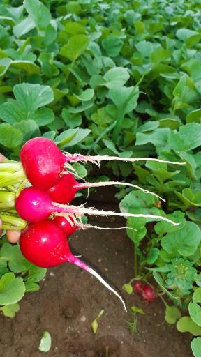 باغ سبزی زینی نژاد 