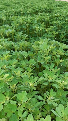 باغ سبزی زینی نژاد 