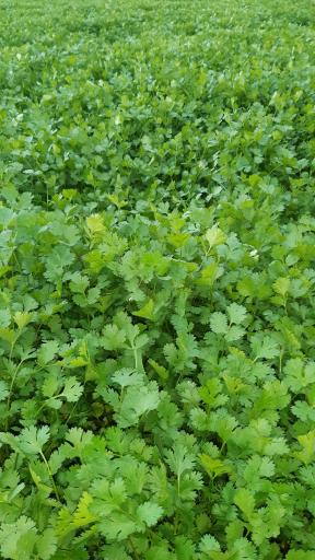 باغ سبزی زینی نژاد 