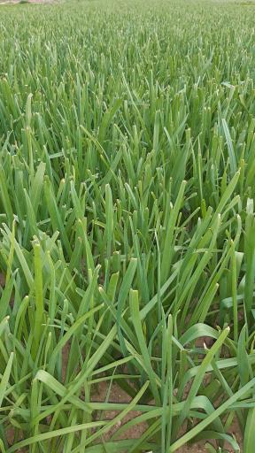 باغ سبزی زینی نژاد 