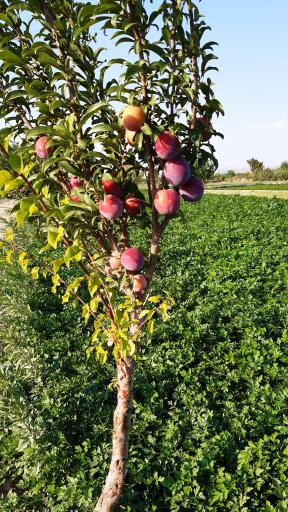 باغ سبزی زینی نژاد 