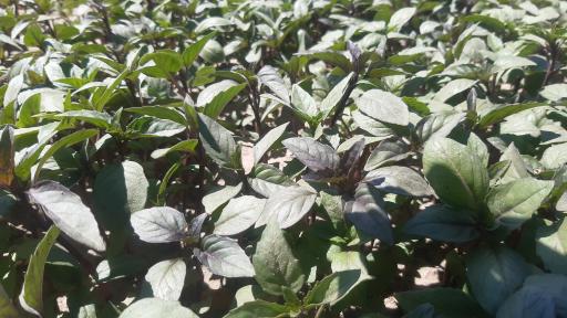 باغ سبزی زینی نژاد 