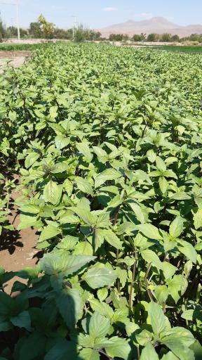 عکس باغ سبزی زینی نژاد 