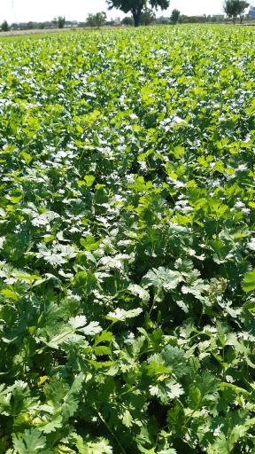 عکس باغ سبزی زینی نژاد 