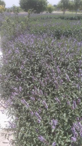 عکس باغ سبزی زینی نژاد 