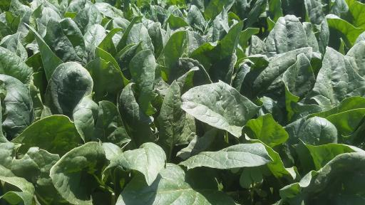 باغ سبزی زینی نژاد 