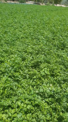 عکس باغ سبزی زینی نژاد 