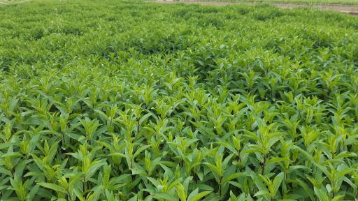 باغ سبزی زینی نژاد 