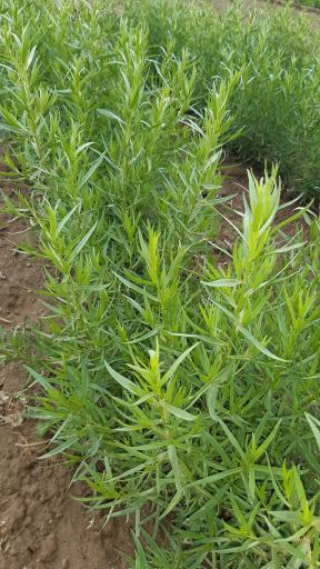 باغ سبزی زینی نژاد 