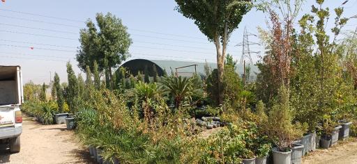 عکس گلفروشی احمدی (چهارباغ)