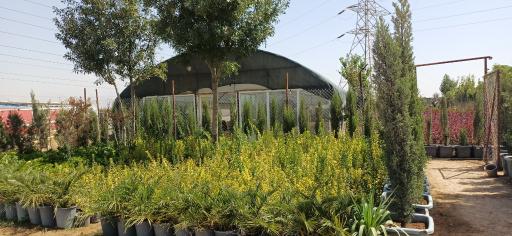 عکس گلفروشی احمدی (چهارباغ)