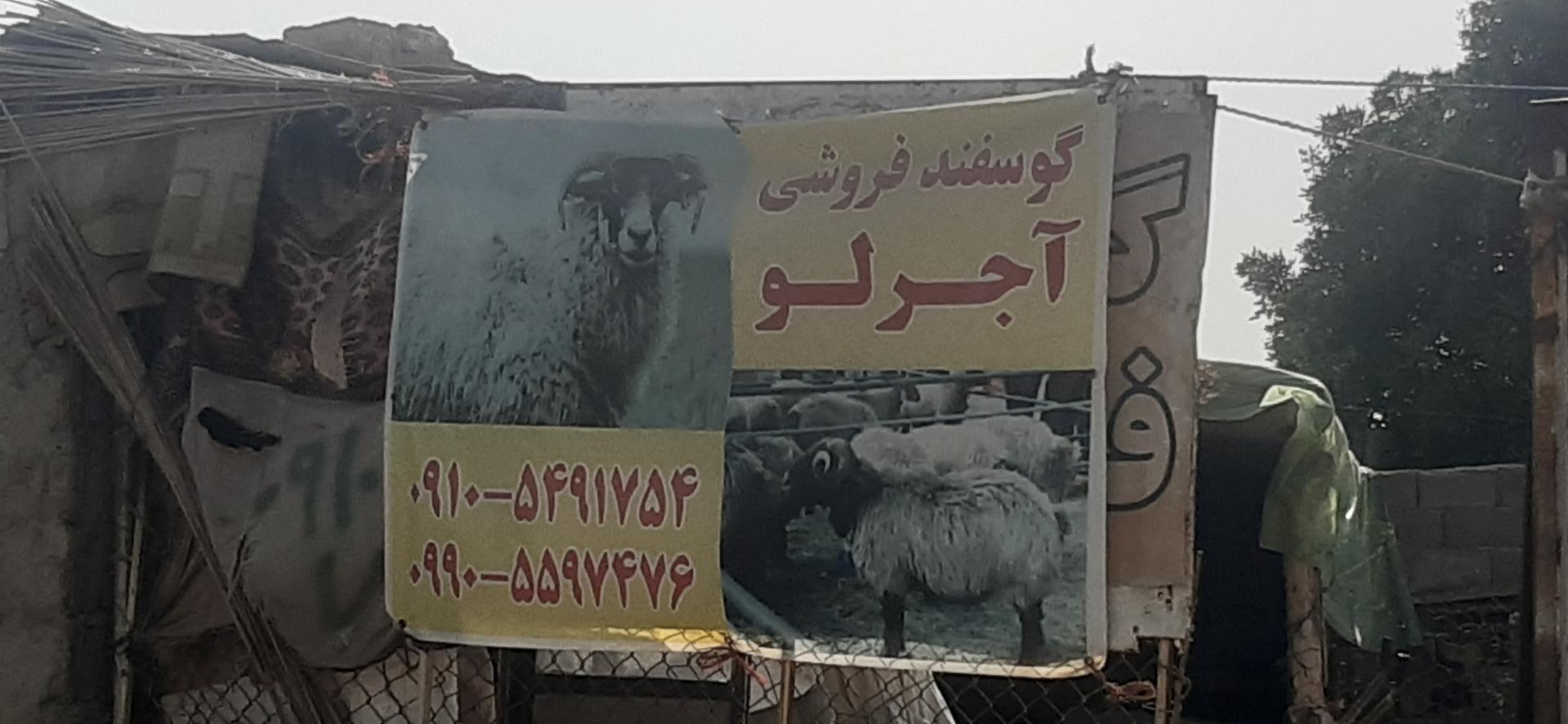 عکس گوسفند فروشی آجرلو