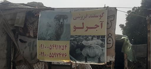 عکس گوسفند فروشی آجرلو