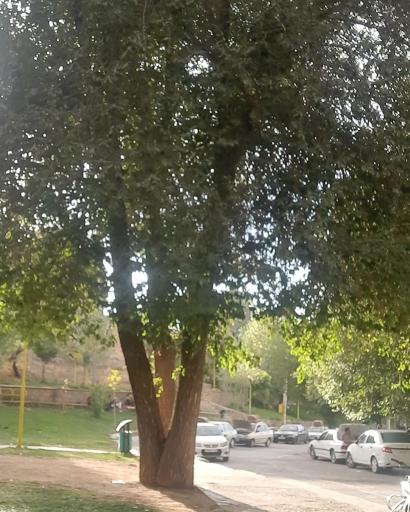 عکس پارک آبشار