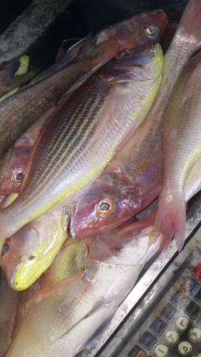 عکس ماهی فروشی جنوب رضا