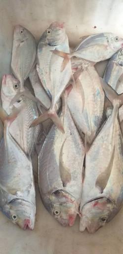 عکس ماهی فروشی جنوب رضا