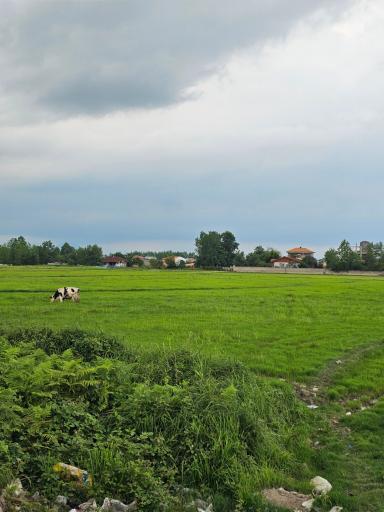 عکس تالش