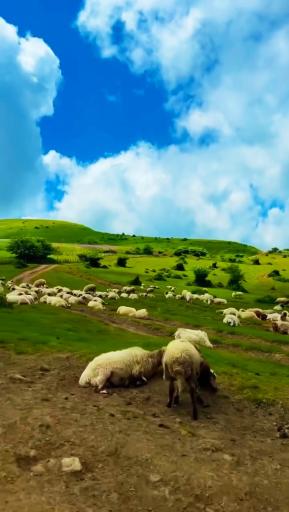 عکس تالش