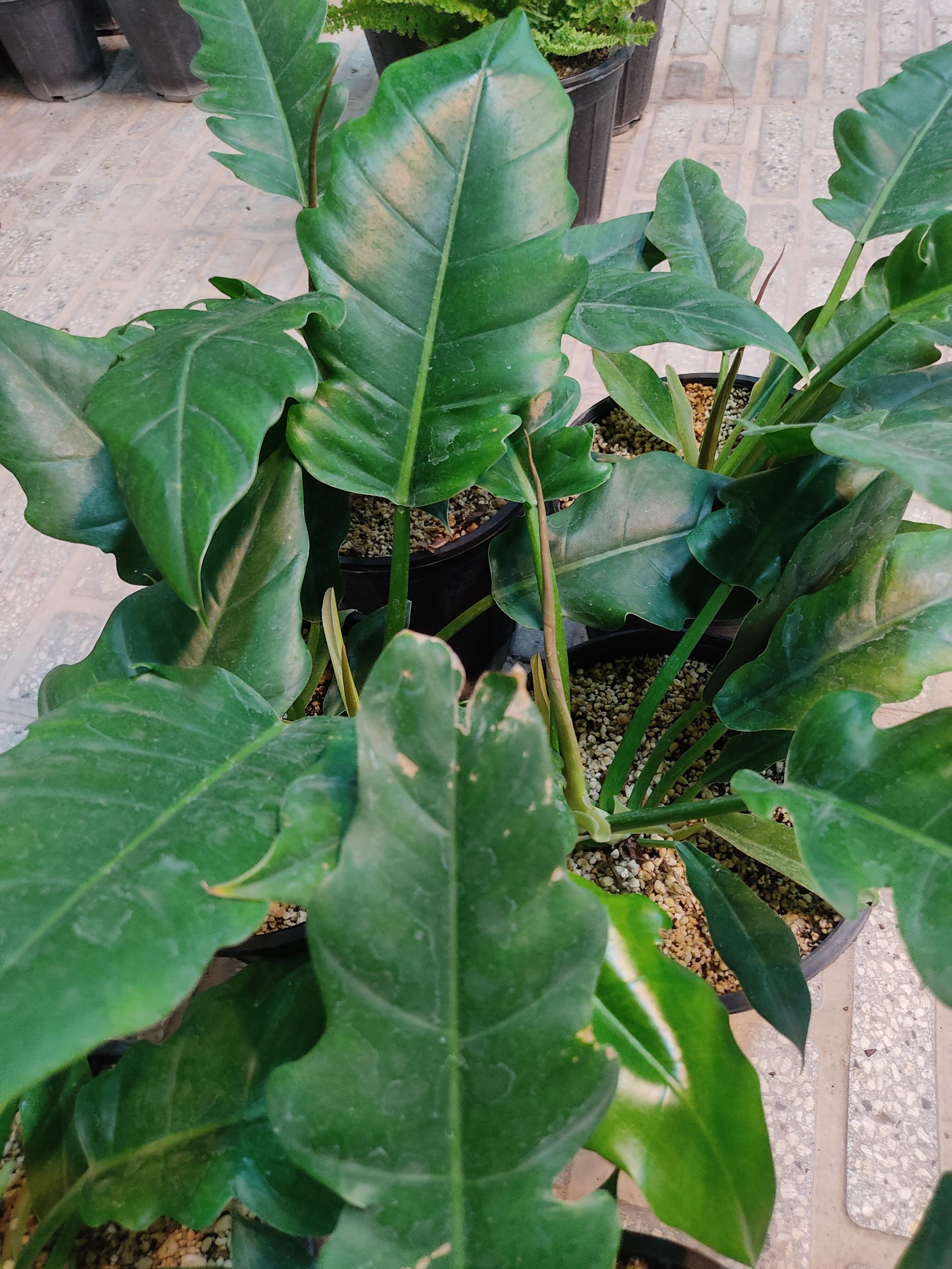 عکس باغ گل رضوان 