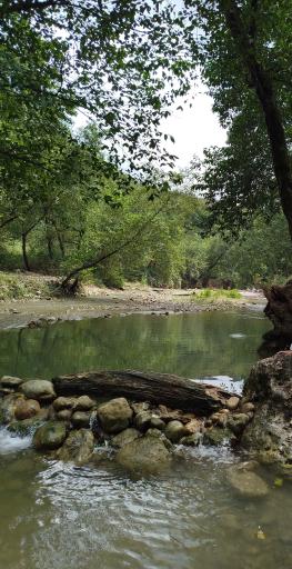 عکس جنگل بلیران