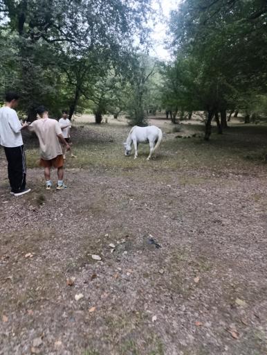 عکس جنگل بلیران
